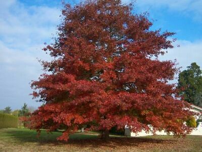 REd Oak Tree